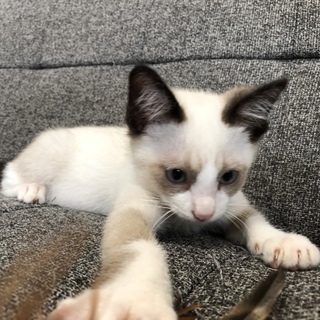 可愛い子猫ちゃん