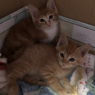 茶トラと茶白の兄妹