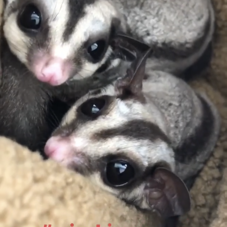 かおりのカバー写真