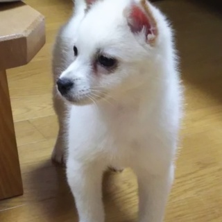 アイドル志望の私！！