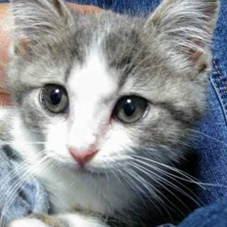  こまちちゃん 奈良のK様に迎えていただけました