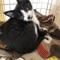 元気な靴下模様の子猫