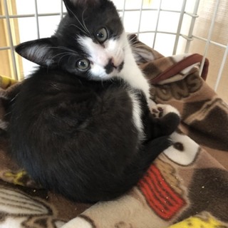 元気な靴下模様の子猫