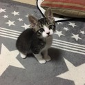 活発•甘えん坊の子猫   4月10日生まれの男の子