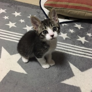 活発•甘えん坊の子猫   4月10日生まれの男の子