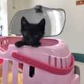 甘えん坊、黒猫、オス、生後約1ヶ月
