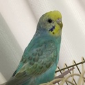 セキセイインコ若鳥里親様決定しました