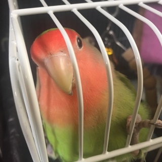 話し出したインコの里親募集