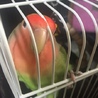 話し出したインコの里親募集 サムネイル2