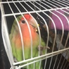 話し出したインコの里親募集 サムネイル3