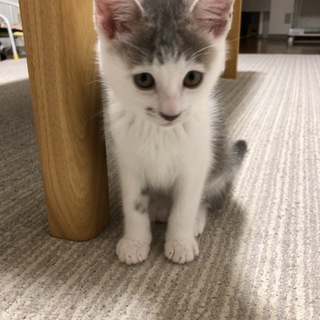 生後2ヶ月半の子猫