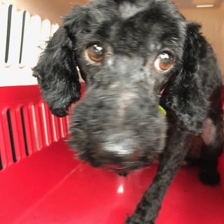 プードルとマルチーズのミックス オス 5才