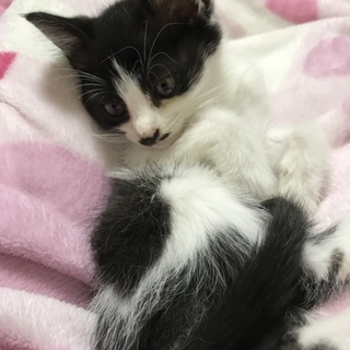 好奇心旺盛♡人馴れ抜群♡1カ月半♡