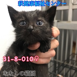 可愛い黒子猫ちゃん 兄妹4匹で収容 010♀