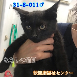 甘えん坊な構ってちゃん♡4〜5ヶ月の黒子猫 011