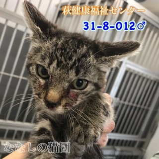 人馴れ抜群♡キジトラ子猫ちゃん 3〜4ヶ月 012