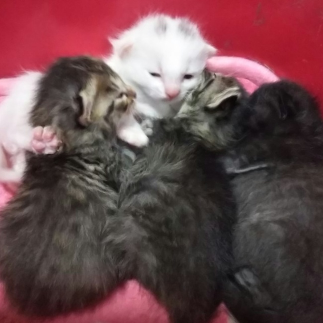 ぶぶじょじょのカバー写真