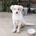 生後8か月 7キロ小中型犬去勢済、本日お見合い可