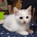 生後2ヶ月!!オッドアイの白い子猫