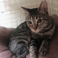 ちょこ
