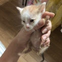 甘えん坊ちびちゃんず！
