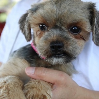 ２歳くらい　カンロちゃん