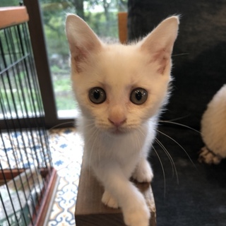 可愛い子猫の女の子(^.^)マチルダちゃん