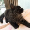 7週間 長毛&短毛3兄妹 1/2 サムネイル6