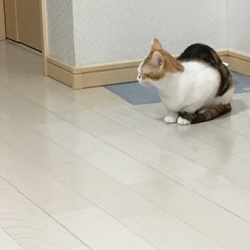 ご飯の前の威嚇