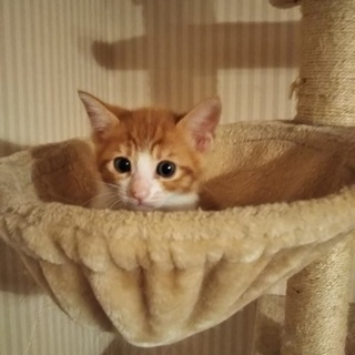 茶白のこはるちゃん　★2匹縁組★