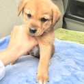里親さま決まりました☆