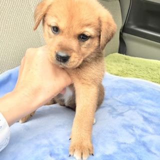 里親さま決まりました☆