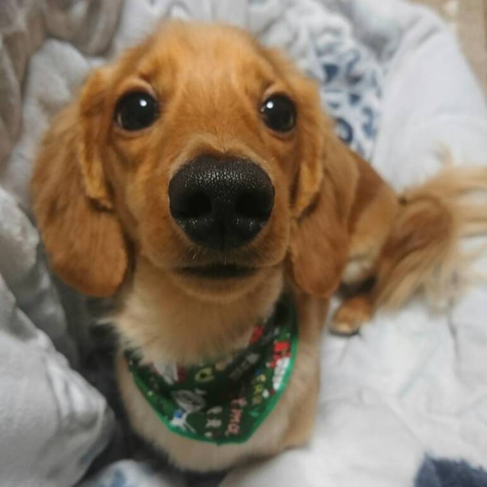 カルビのカバー写真