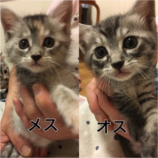 【子猫2匹一緒】里親募集（オスとメス）