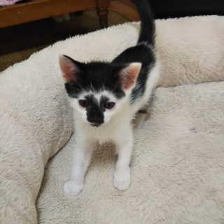 白黒こまちちゃん　★2匹縁組★