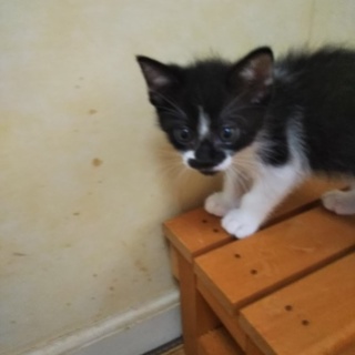 黒白かなたくん　★2匹縁組★