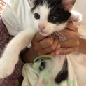 ４月１６日生まれの子猫です
