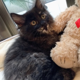 7週間 長毛&短毛3兄妹 1/2