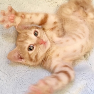 7週間  長毛&短毛3兄妹 2/2