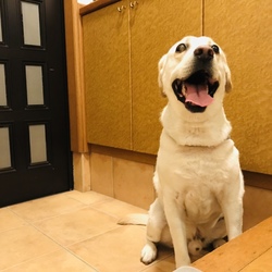 散歩に早く行きたい！