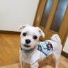 元気いっぱいでお散歩大好きなぽんたくん サムネイル3