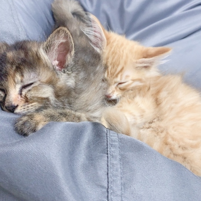 いのうえ6のカバー写真
