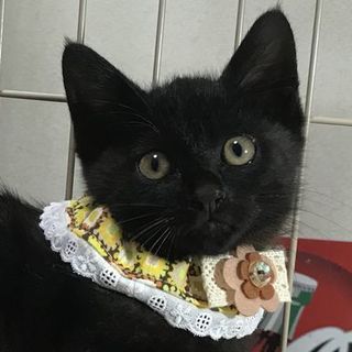 今でもイケにゃん　キュートな子猫