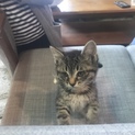 野良出身 子猫 仮名「りん」