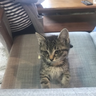 野良出身 子猫 仮名「りん」