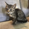 野良出身子猫 ぜーちゃん