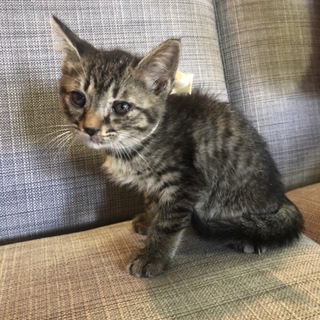 野良出身子猫 ぜーちゃん