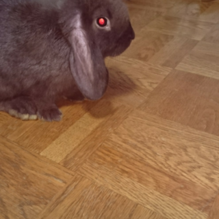 可愛がっていただける方