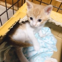 生後１ヶ月未満の虎猫君です！