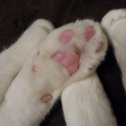 「１周年」サムネイル2